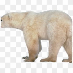 Free Polar Bear PNG Images, HD Polar Bear PNG Download - vhv