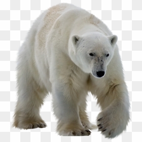 Polar Bear Transparent Background, HD Png Download - bear.png