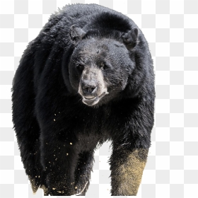 Sloth Bear Png Free Background - American Black Bear, Transparent Png - bear.png