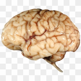 Brain Clip Art - Human Transparent Background Brain Png, Png Download - skull pile png