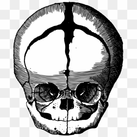 Fetus Skull Skull Fetus Free Photo - Fetus, HD Png Download - skull pile png