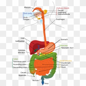 Structure Of Digestive System - Digestive System Diagram Duodenum, HD Png Download - small intestine png