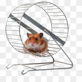 Hamster On A Wheel Meme, HD Png Download - hamster wheel png