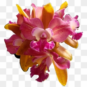 #flores #flowers #orquídeas #orquid #catarinazs - Christmas Orchid, HD Png Download - orquideas png