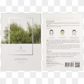 Tree, HD Png Download - tea tree png