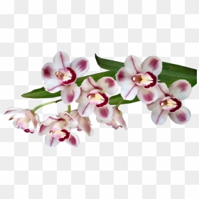 Orchids Of The Philippines, HD Png Download - orquideas png