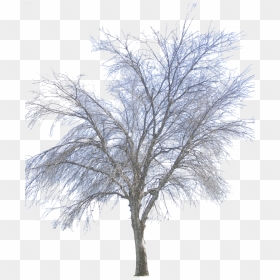 Vector Png Winter - Transparent Background Winter Tree Png, Png Download - winter background png