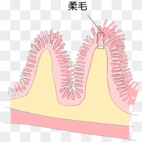 Small Intestine And Villus Jp - Villi In Small Intestine Diagram, HD Png Download - small intestine png