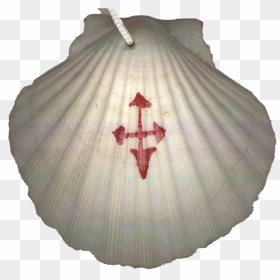 This Is The Scallop Shell I Wore As A Symbol Of St - Camino De Santiago Schell, HD Png Download - scallop png