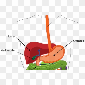 Digestive System For Class 4, HD Png Download - small intestine png