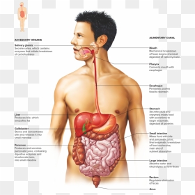 Small Intestine Png, Transparent Png - small intestine png