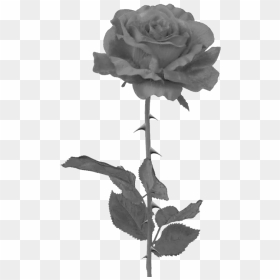 Black Rose Png By Pixasso79 Stock-d5c95hk - Black Rose Tattoo Png, Transparent Png - rosepng