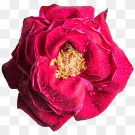 Free Download Magenta Rose Png Clipart Garden Roses - Rose, Transparent Png - rosepng