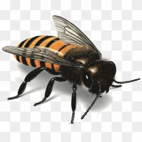 Real Western Honey Bees , Png Download - Honey Bee Illustration, Transparent Png - honey bees png