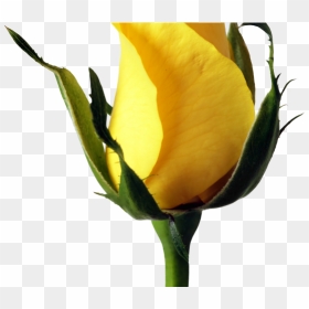 Rose Png Transparent Images - Yellow Roses Transparent, Png Download - rosepng