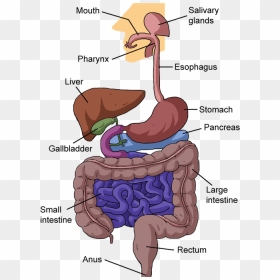 Nutrition In Human Beings, HD Png Download - small intestine png