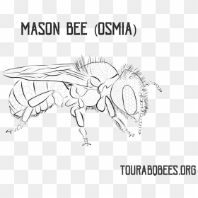 Mason Bee Drawing, HD Png Download - honey bees png