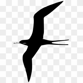 Frigate Bird Clip Arts - Bird Clip Art Black, HD Png Download - white bird png
