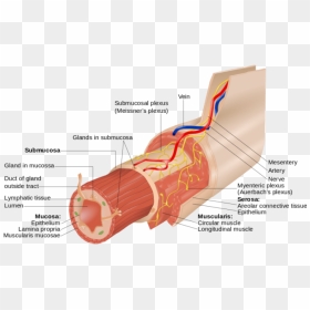 Structure Of The Oesophagus, HD Png Download - small intestine png