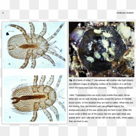 Identify Female Mite Tropilaelaps, HD Png Download - honey bees png