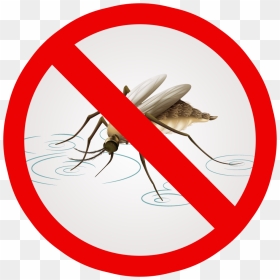 Mosquito Clipart Mosquito Net - Svalbard, HD Png Download - nets logo png