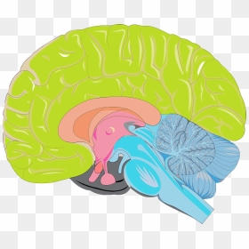 Brain Integration - 分界 条 床 核, HD Png Download - brain gears png