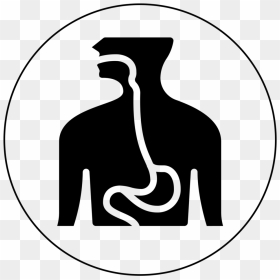 Icon Esophagus Black-01 - Esophagus Black And White, HD Png Download - small intestine png