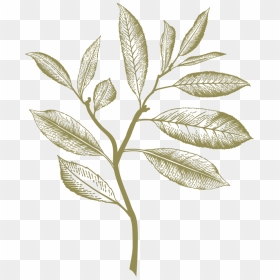 Ilex Decidua, HD Png Download - hamster wheel png