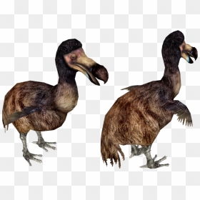 Dodo Bird Running, HD Png Download - dodo bird png