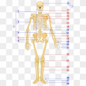 Human Skeleton Front Numbered - Unlabeled Human Skeleton, HD Png Download - human skeleton png