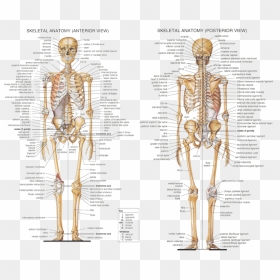 Anatomy Axial Skeleton - Labeled Detailed Skeletal System, HD Png Download - human skeleton png
