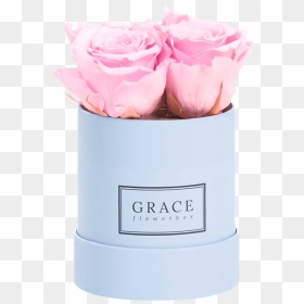 Grace Flowerbox 1 Rose , Png Download - Garden Roses, Transparent Png - flower box png