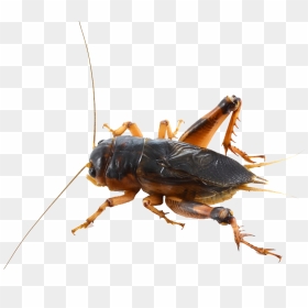Cricket Insect Png - Insect Cricket Png, Transparent Png - crickets png