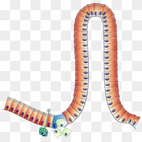 Anatomy Of Intestinal Enterocytes, HD Png Download - small intestine png