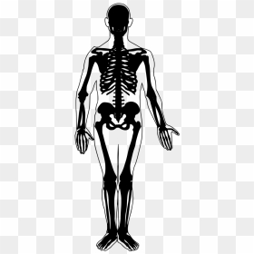 Simple Human Skeleton, HD Png Download - human skeleton png