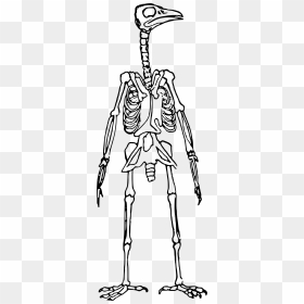 Bird Skeleton Standing Clip Arts - Transparent Bird Skeleton Png, Png Download - human skeleton png