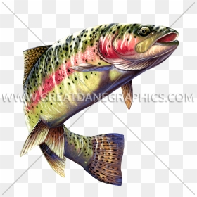Color Pencil Drawing Of Rainbow Trout , Png Download - Colored Pencil Trout Drawing, Transparent Png - rainbow trout png