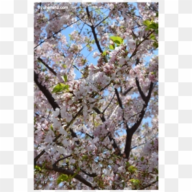 Cherry Blossom, HD Png Download - sakura branch png