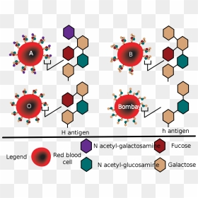 H Blood Type, HD Png Download - red blood cells png