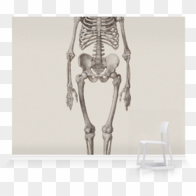 Museum Full Frontal Human Skeleton, HD Png Download - human skeleton png