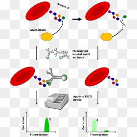 Monoclonal Antibody Immobilization Of Erythrocyte Antigens, HD Png Download - red blood cells png