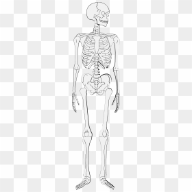 Illustration, HD Png Download - human skeleton png