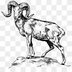 Animal Drawing At Getdrawings - Drawing Of A Mountain Goat, HD Png Download - ram head png
