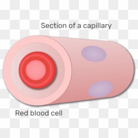 A Red Blood Cell In A Section Of Capillary Animation - Circle, HD Png Download - red blood cells png