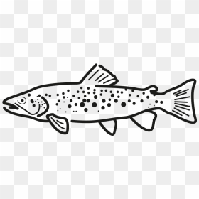 Producto Ficha Pez Trucha Frio Antartic - Trout Drawing Png, Transparent Png - rainbow trout png