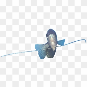 Trichogaster Trichopterus Female Transparent Background - Gourami Transparent Background, HD Png Download - dove flying png