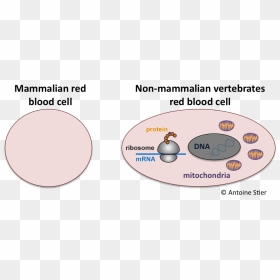 Transparent Red Blood Cells Png - Mammals Red Blood Cells, Png Download - red blood cells png