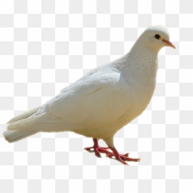 Dove, Birds, White Png - Birds Images Hd Png, Transparent Png - dove flying png