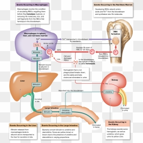 Recycling The Components Of Hemoglobin, HD Png Download - red blood cells png