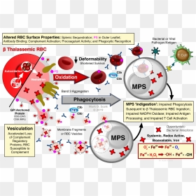 Diagram, HD Png Download - red blood cells png